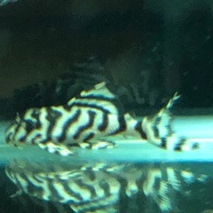 キンペコの画像