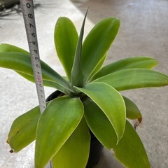 植物　アガベ　アテナータ　②の画像