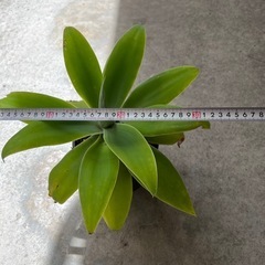 植物　アガベ　アテナータ　②の画像