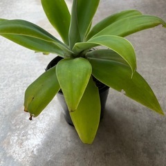 植物　アガベ　アテナータ　②の画像