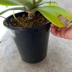 植物　アガベ　アテナータ　②の画像