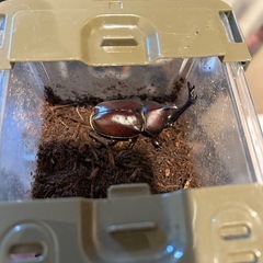 国産カブトムシ