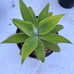 植物　アガベ　アテナータ　1