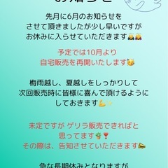 次回以降の販売予定 多肉植物 アガベ