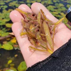 白神山地の水で育った三種町生じゅんさい1kg～