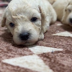 トイプードル生まれました🐶