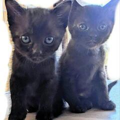 ♥️1ケ月のかわいい♥️子猫 3匹