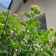紫陽花(切り花)