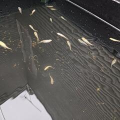 シャンパンラメ　メダカ
の画像