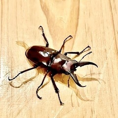ノコギリクワガタ♂１０匹まとめて💫かわいいミニサイズ⭐️