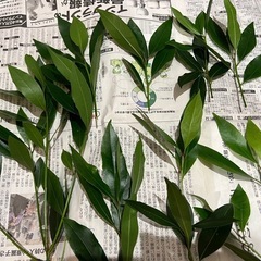 月桂樹の新葉の画像