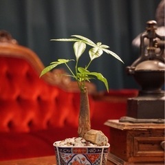 観葉植物　パキラ　17cm　おしゃれな鉢と受け皿付き