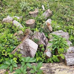 枯れた倒木  薪  ストーブ の画像