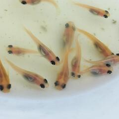 メダカピーチパールの針子20匹の画像