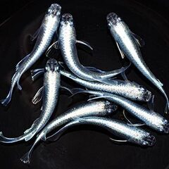 取引完了　４セット注文おまけあり。稚魚も。日程調整中。水草＋大人の色付きメダカ２匹で１セット　１００円　※容器は写真のものではなく、プラスチックのカップでのお渡しになります。の画像