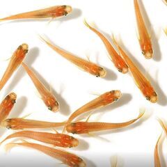取引完了　４セット注文おまけあり。稚魚も。日程調整中。水草＋大人の色付きメダカ２匹で１セット　１００円　※容器は写真のものではなく、プラスチックのカップでのお渡しになります。の画像