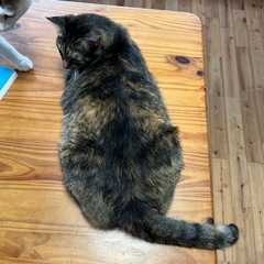‼️6歳メスキジトラ　人懐っこいです‼️