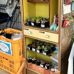 6月12日　四光めだか　めだか無人販売　横須賀市長井 - 横須賀市