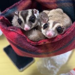 フクロモモンガ