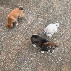 雑種の子犬