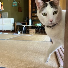 ‼️5歳オス甘えん坊です‼️ - 猫