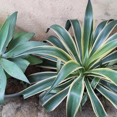 植物