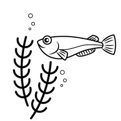 ①メダカMIX稚魚幼魚20匹　今年産まれ　
