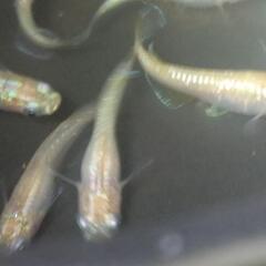 メダカ黄金百式の稚魚1.5㌢20匹の画像