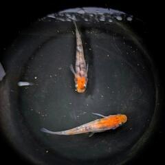 ☆夜桜三色ラメ☆稚魚5匹☆めだか