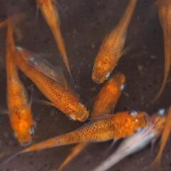 めだか【透明鱗三色　紅華錦】選別外の画像
