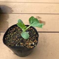 すいか（赤玉）の苗お譲りします。
