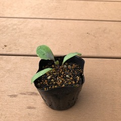 ナスの苗お譲りします。