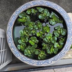 メダカと浮草