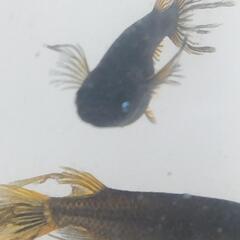 メダカ 蒼武者の針子5匹
