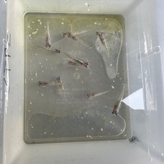 ②ラメ王　メダカ 13匹