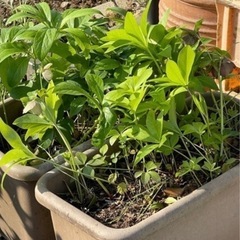 植木鉢、プランター差し上げます。の画像