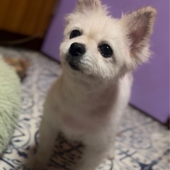 ポメラニアン🌼6歳♀