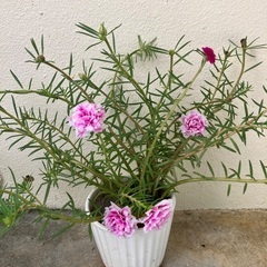 🌸マツバボタン蕾付き⑥