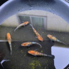 ☆三色ラメサファイア☆稚魚5匹☆めだか