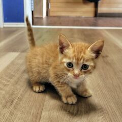 茶トラ オス 生後一ヶ月