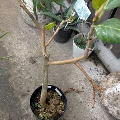 ☆希少 レア 観葉植物 アルテシマ ゴムの木 斑入り 大きいです...