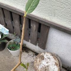 ☆希少 レア 観葉植物 アルテシマ ゴムの木 斑入り 大きいです 早い者勝ち☆の画像