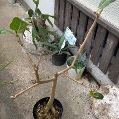 ☆希少 レア 観葉植物 アルテシマ ゴムの木 斑入り 大きいです 早い者勝ち☆の画像