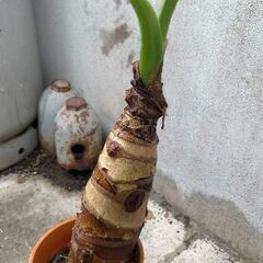 ☆観葉植物 クワズイモ 大きいです 美品 早い者勝ち☆の画像