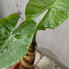 ☆観葉植物 クワズイモ 大きいです 美品 早い者勝ち☆の画像