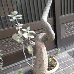 ☆希少 レア 観葉植物 モンキーツリー ？蛇型 大きいです 美品...