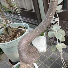 ☆希少 レア 観葉植物 モンキーツリー ？蛇型 大きいです 美品 早い者勝ち☆の画像