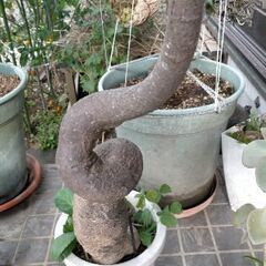 ☆希少 レア 観葉植物 モンキーツリー ？蛇型 大きいです 美品 早い者勝ち☆の画像