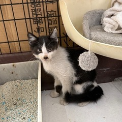 至急  約3ヶ月の子猫ちゃん