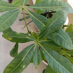 パキラ　60cm  鉢植えの画像
